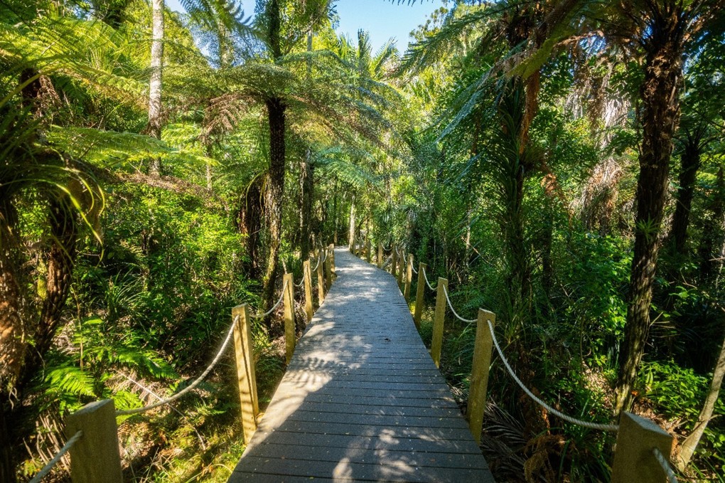 Cascade Kauri / Te Piringa Track