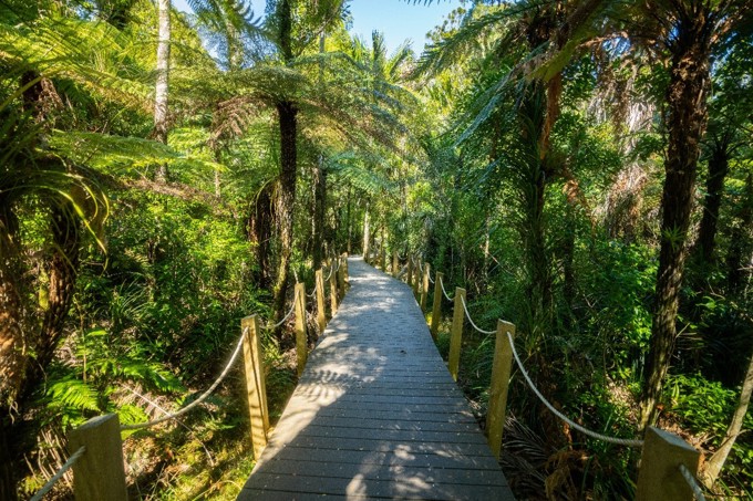 Cascade Kauri / Te Piringa Track