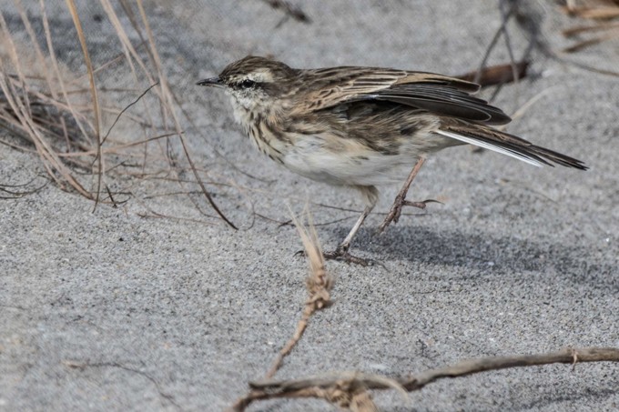 Pipit On Beach