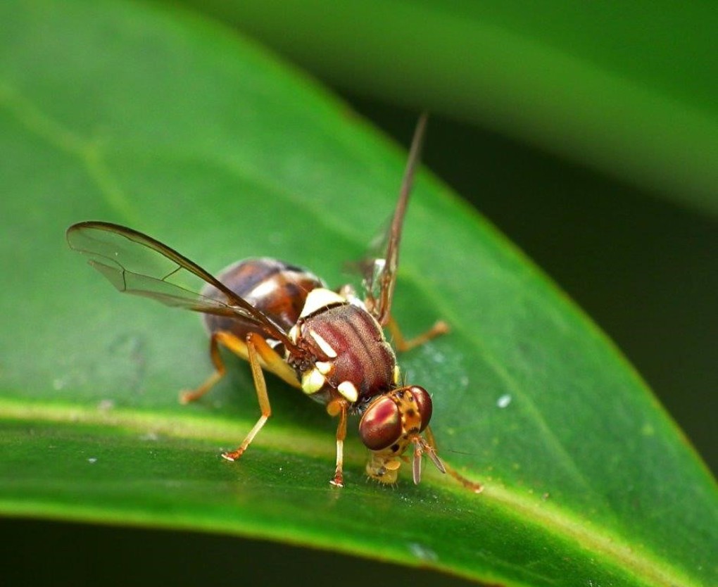 Fruit fly investigation underway in Devonport