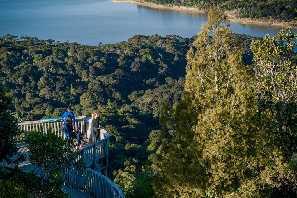 New survey to study health of kauri population in the Waitakere Ranges