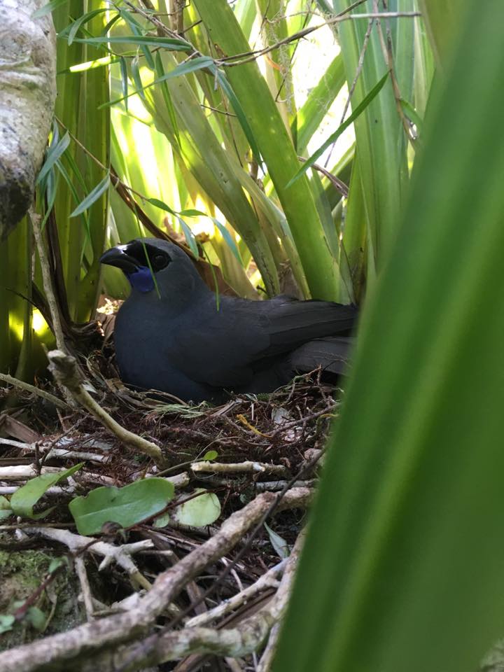 Kōkako sitting on next in Hunua Ranges