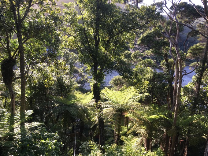 Kawau Island bush