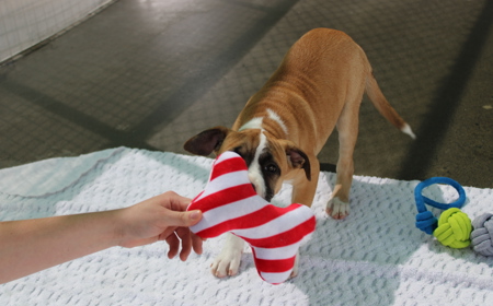 Racka (ADOPTED) tile image