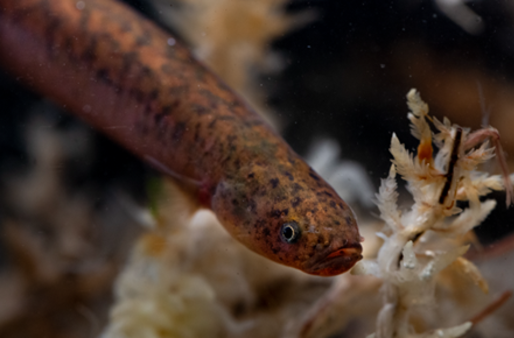 Mudfish image 1