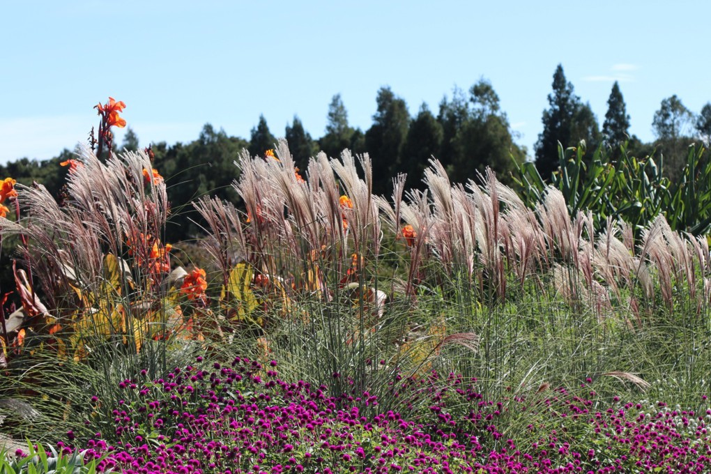 Plants In The Field