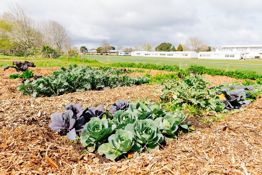 What to grow and eat this winter
