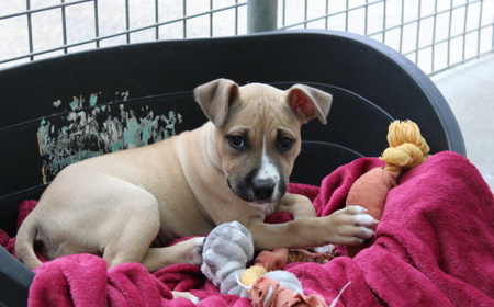 Wonder Woman tile image