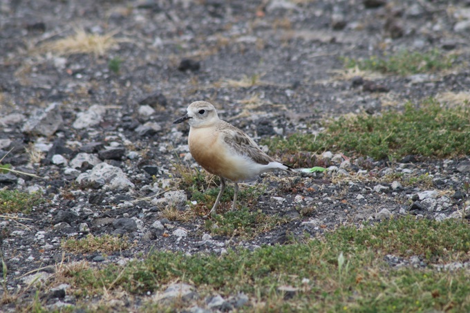 Urban dotterels 6