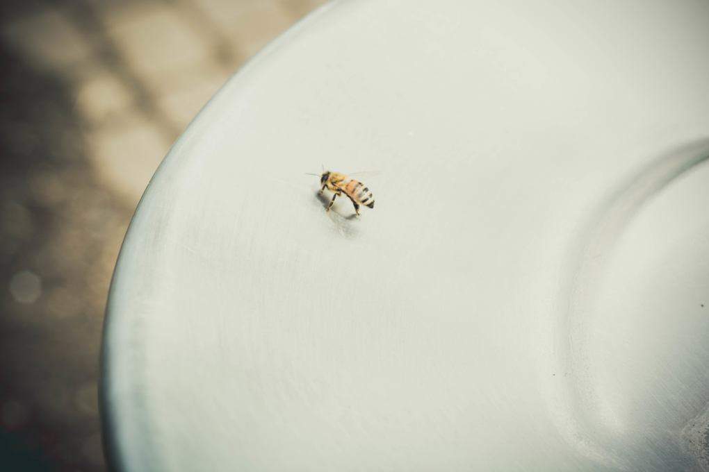 Bee on plate