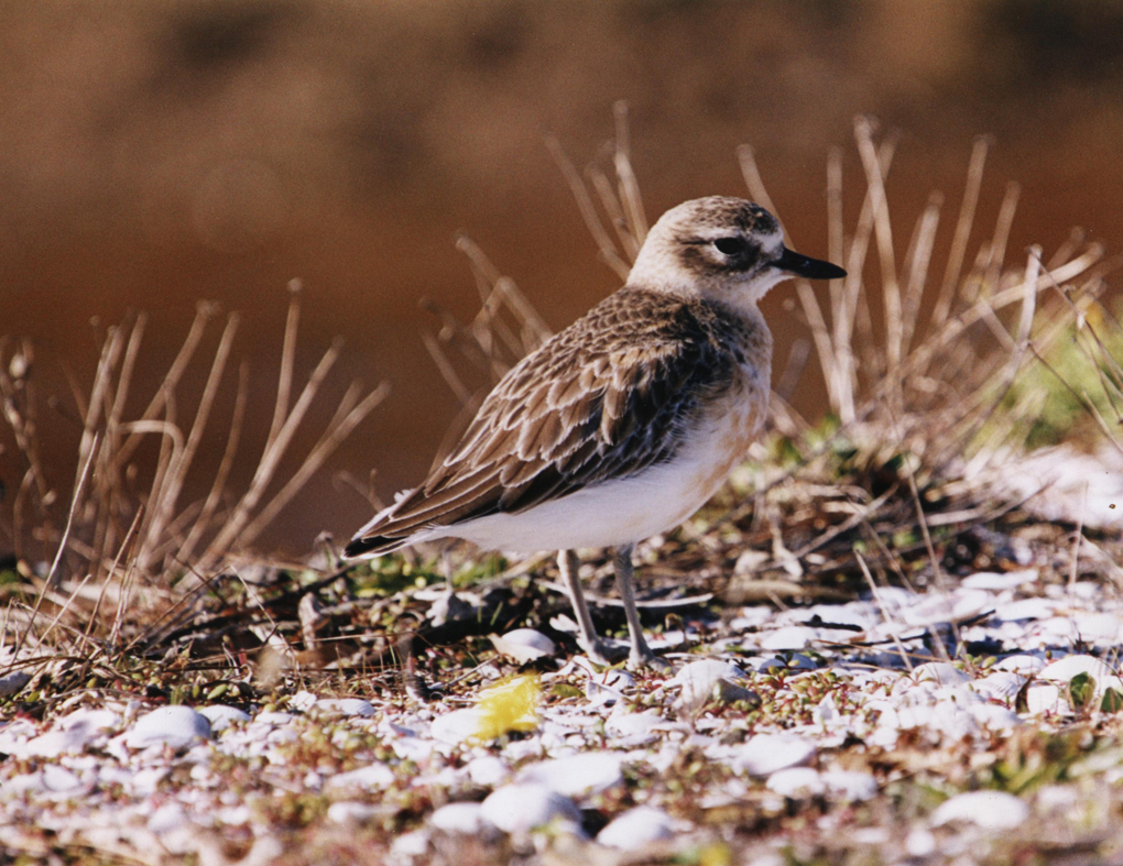 Look after Auckland's wildlife while you enjoy the outdoors