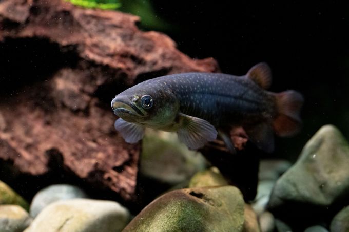 Fish photo small_cuzj1uaq.jpg