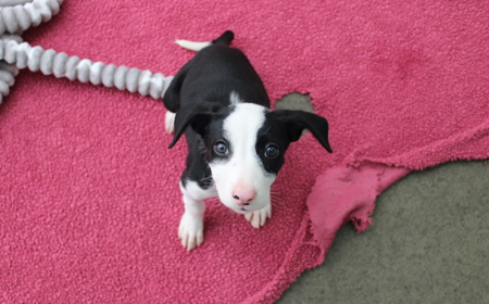 Juniper (ADOPTED) tile image