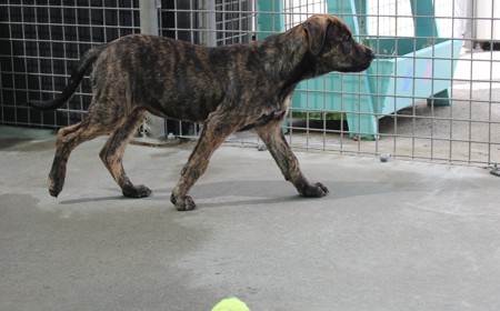 Wiltshire tile image
