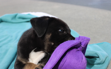 Dorper (ON HOLD) tile image