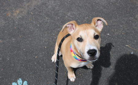 Thai (ADOPTED) tile image