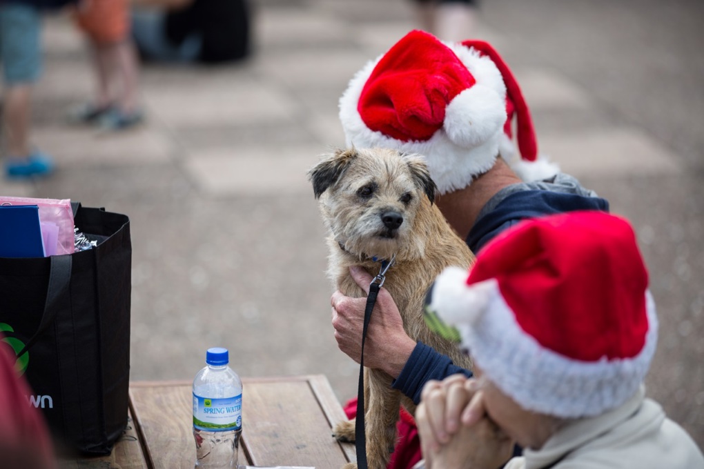 New path for Waiheke Christmas Festival