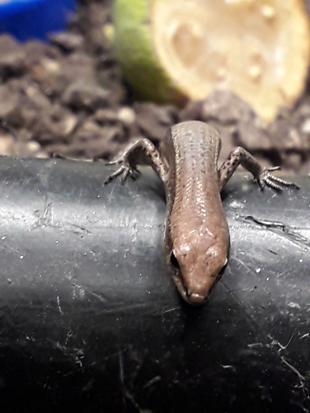 Stowaway caught trying to hitch a ride on Rangitoto ferry (1)