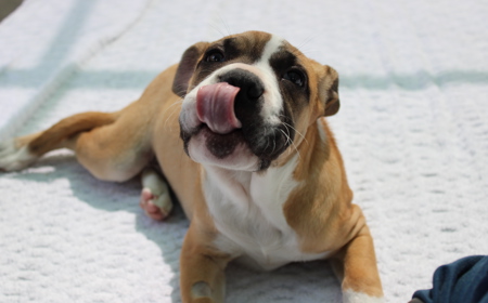 Racka (ADOPTED) tile image