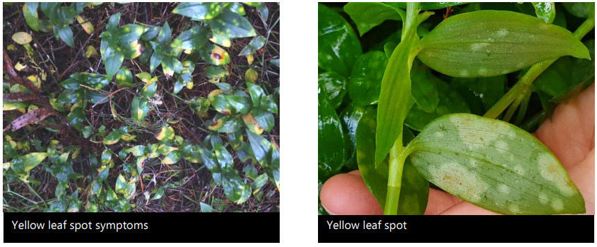 Yellow spot leaf fungus at work on tradescantia