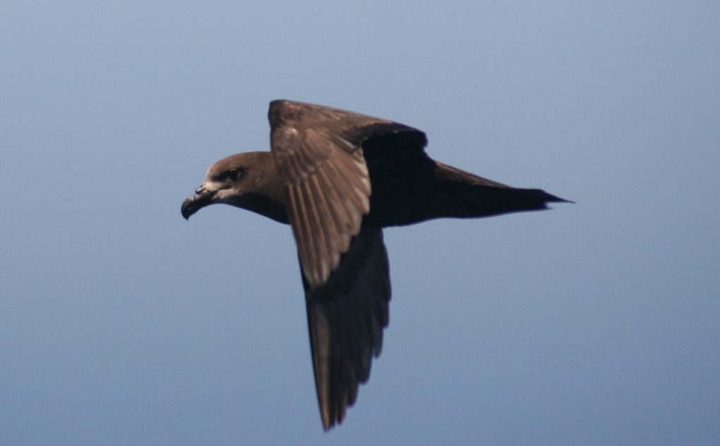 Cornwallis Petrelheads protect peninsula's vulnerable birds