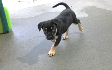 Romney (ON HOLD) tile image