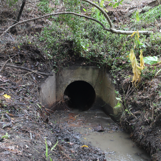 William Souter Reserve Forrest Hill After Tidied Up By Pupuke Birdsong Project