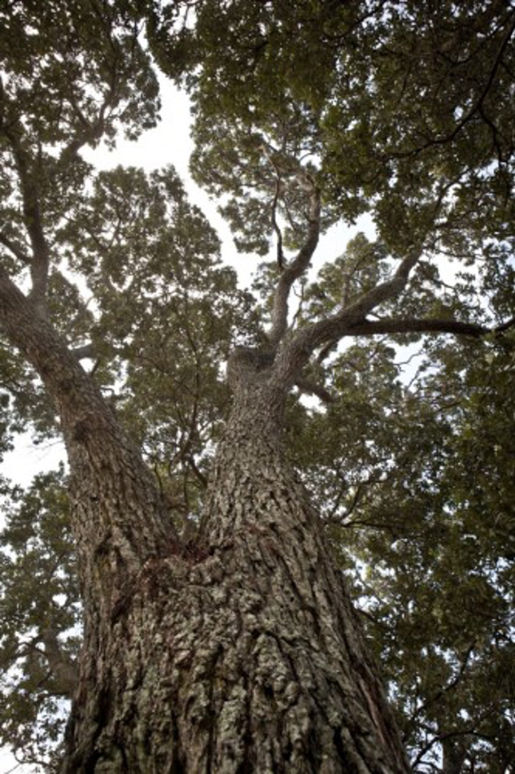 Protected Trees