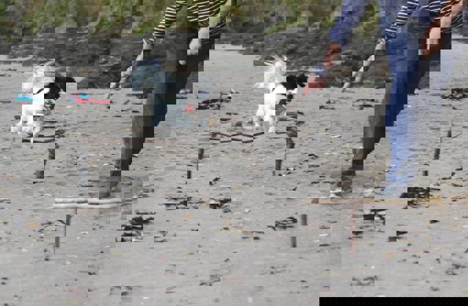 4. When Pat met Suzie - Suzie practising for her agility class.jpg