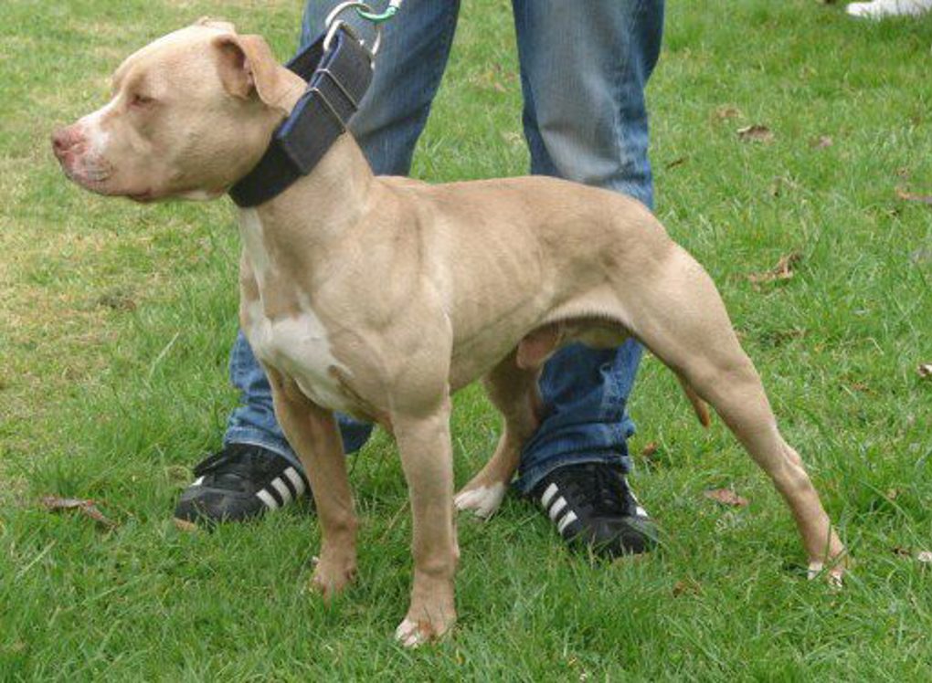 Herald has part to play in keeping community safe from dogs