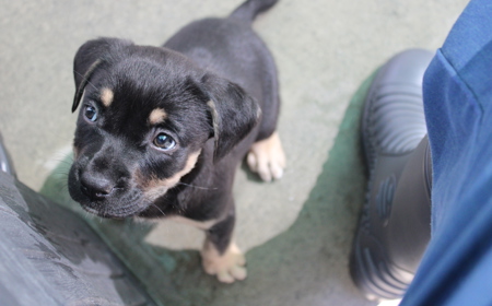 Romney (ON HOLD) tile image