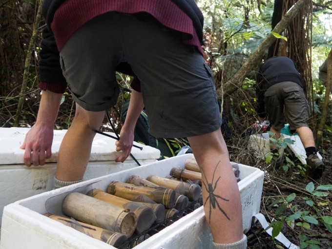 Kiwi in the wheelhouse