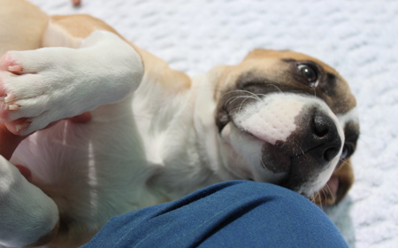 Racka (ADOPTED) tile image