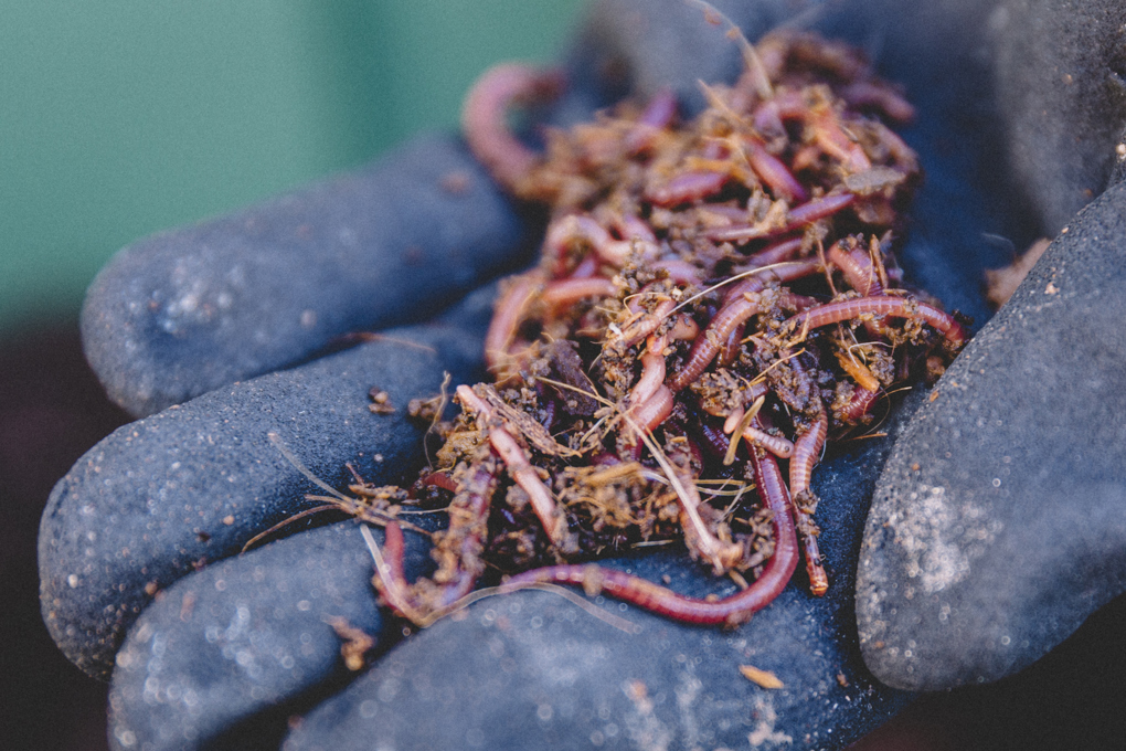 worms