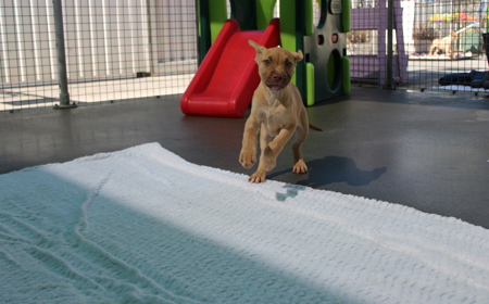 Yarrow (ON HOLD) tile image