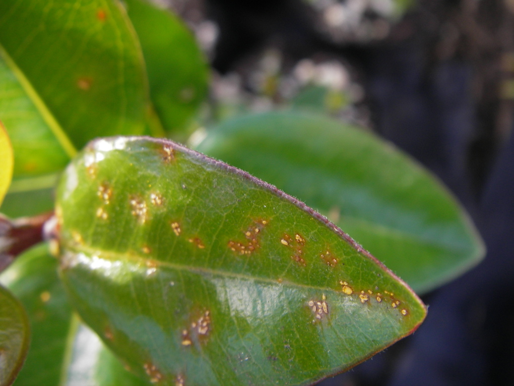 Myrtle rust (1)