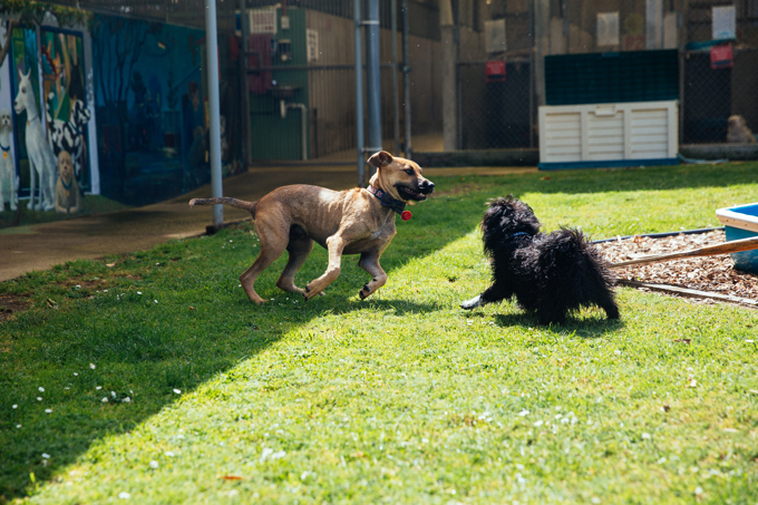 Keeping you and dog safe walks.jpg