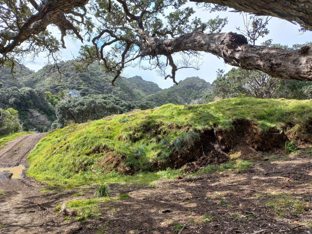 Pohutakawa Glade 1