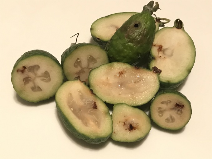 Keep the guava moth out of your fruit trees.JPG