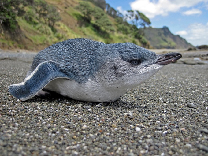 Volunteers give penguins a helping hand