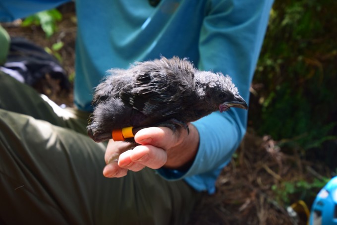 Fledgling chick of Ruahine after banding