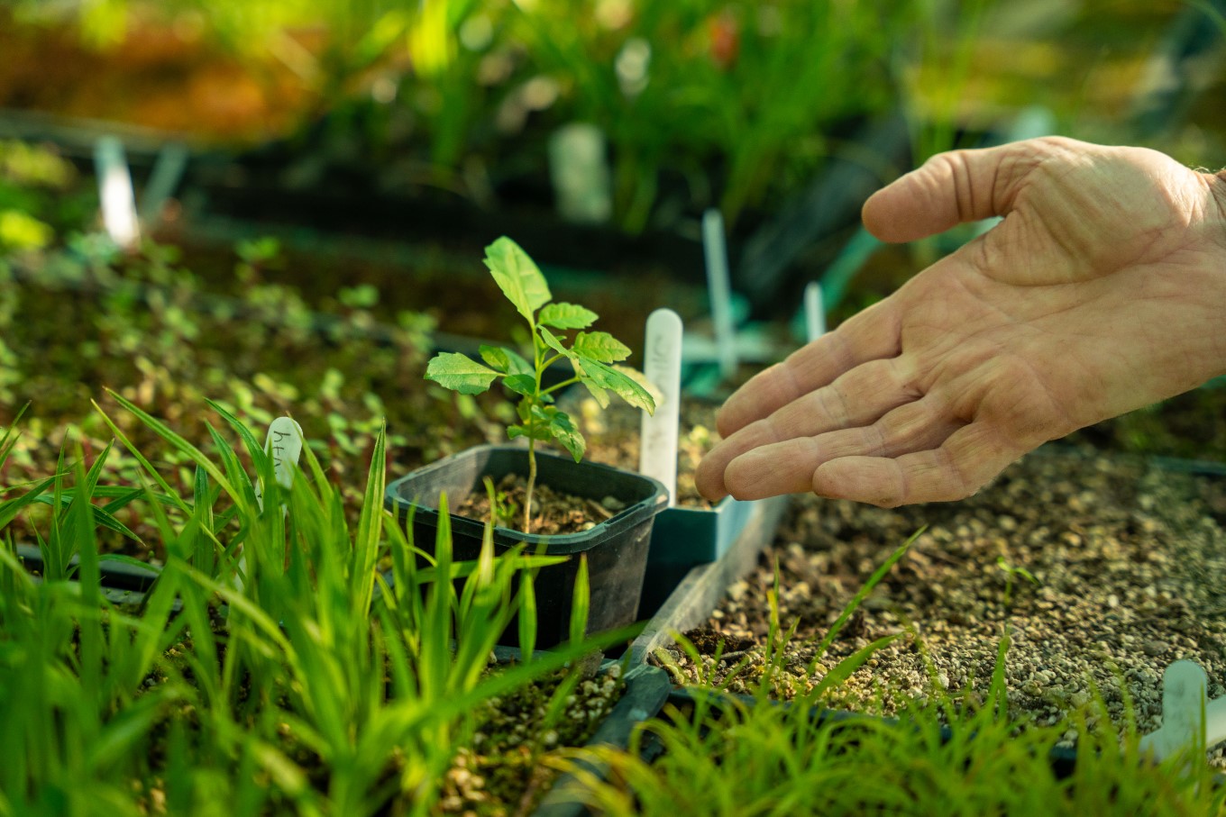 Plant Being Put In The Soil.