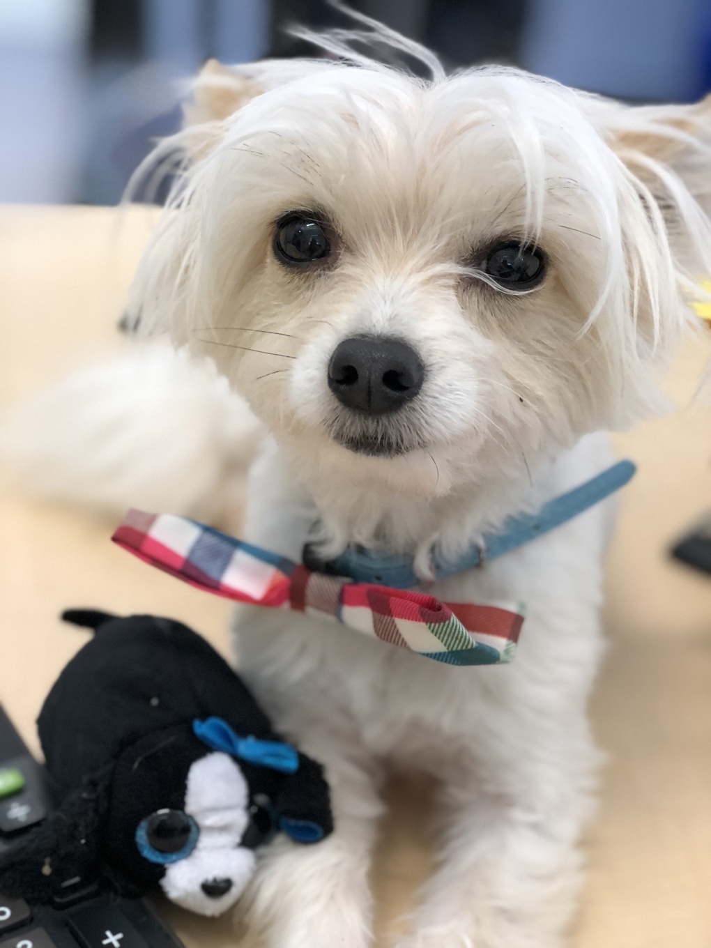 Jax