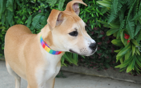 Thai (ADOPTED) tile image