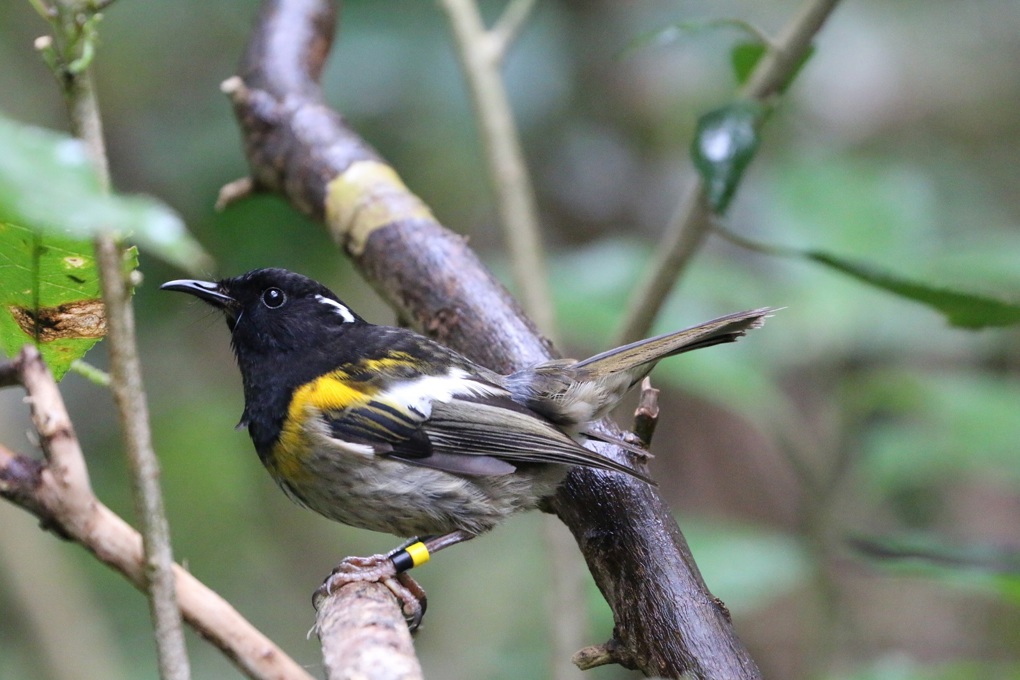 Shakespear Regional Park welcoming new inhabitants