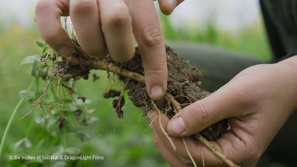 18 root nodules Six Inches of Soil_ryo2tj05.png