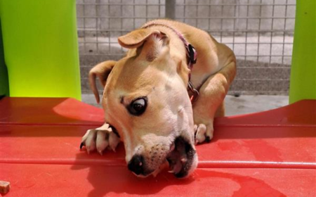 Thai (ADOPTED) tile image