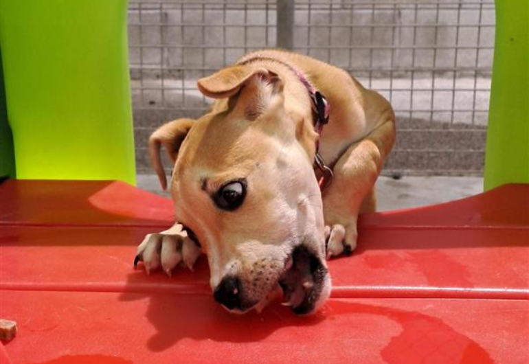 Dog Tile Image Thai 3 770X530