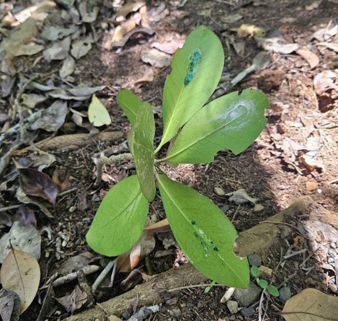 Karaka Foliage
