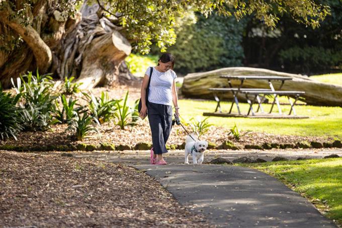 Woman Walking Dog In Park